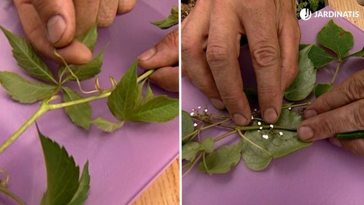 zarzillos ventosas de la parra virge brico 473