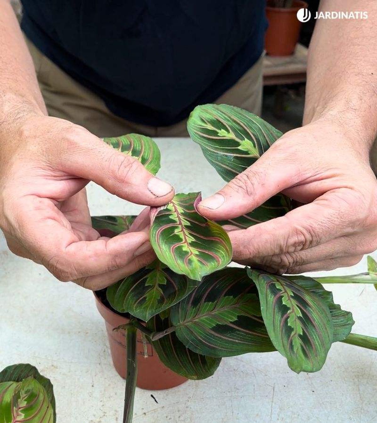 Las hojas se doblan al caer la noche