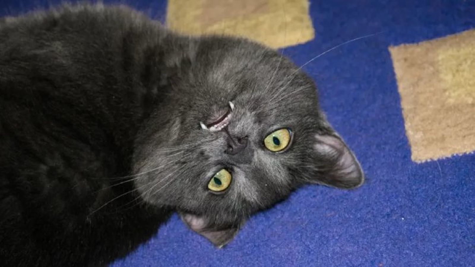 epilepsia en gatos 4