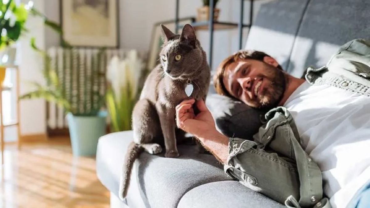 por que ronronean los gatos 5