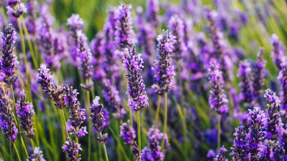 planta lavanda silvestre
