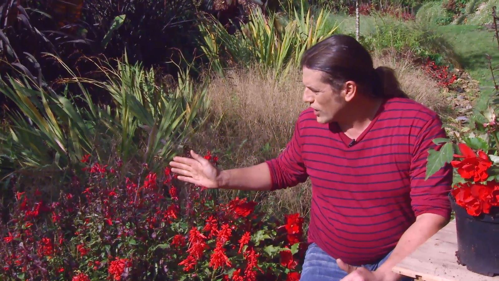 deco667 jardineria lobelia cardinalis xl 3