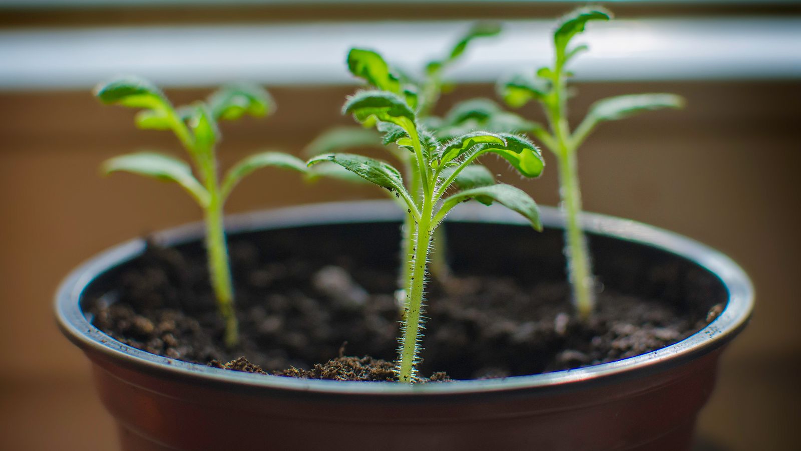 jardineria reproducir plantas esquejes