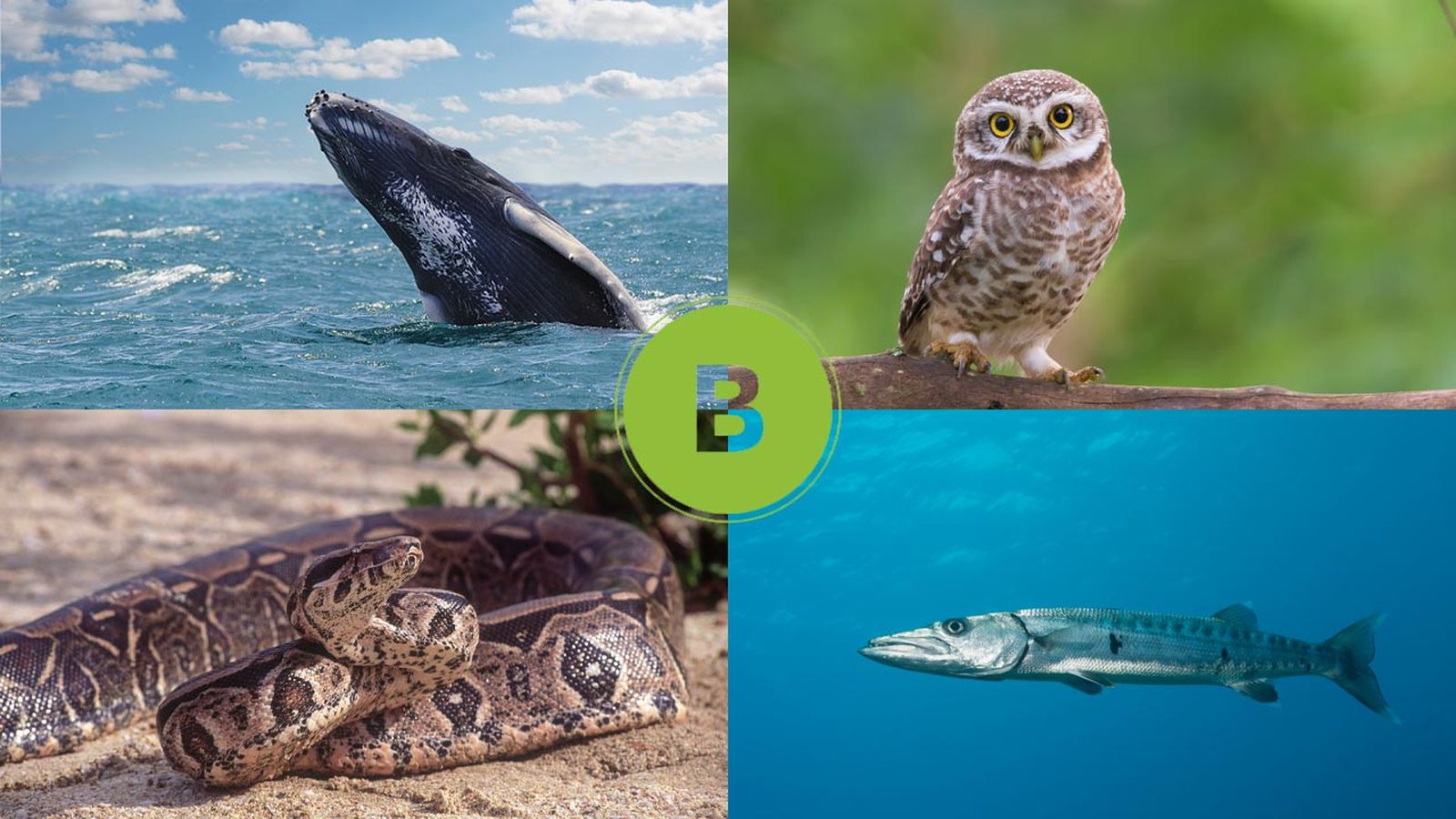 animales que empeizan por b