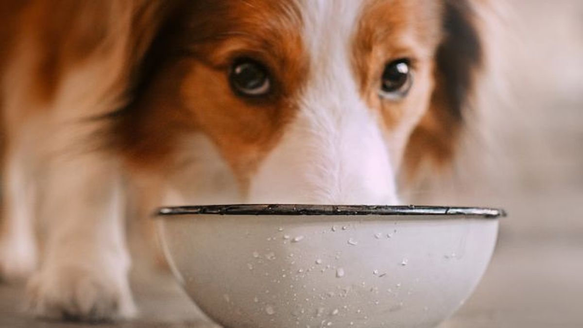 por que mi perro bebe mucha agua 5
