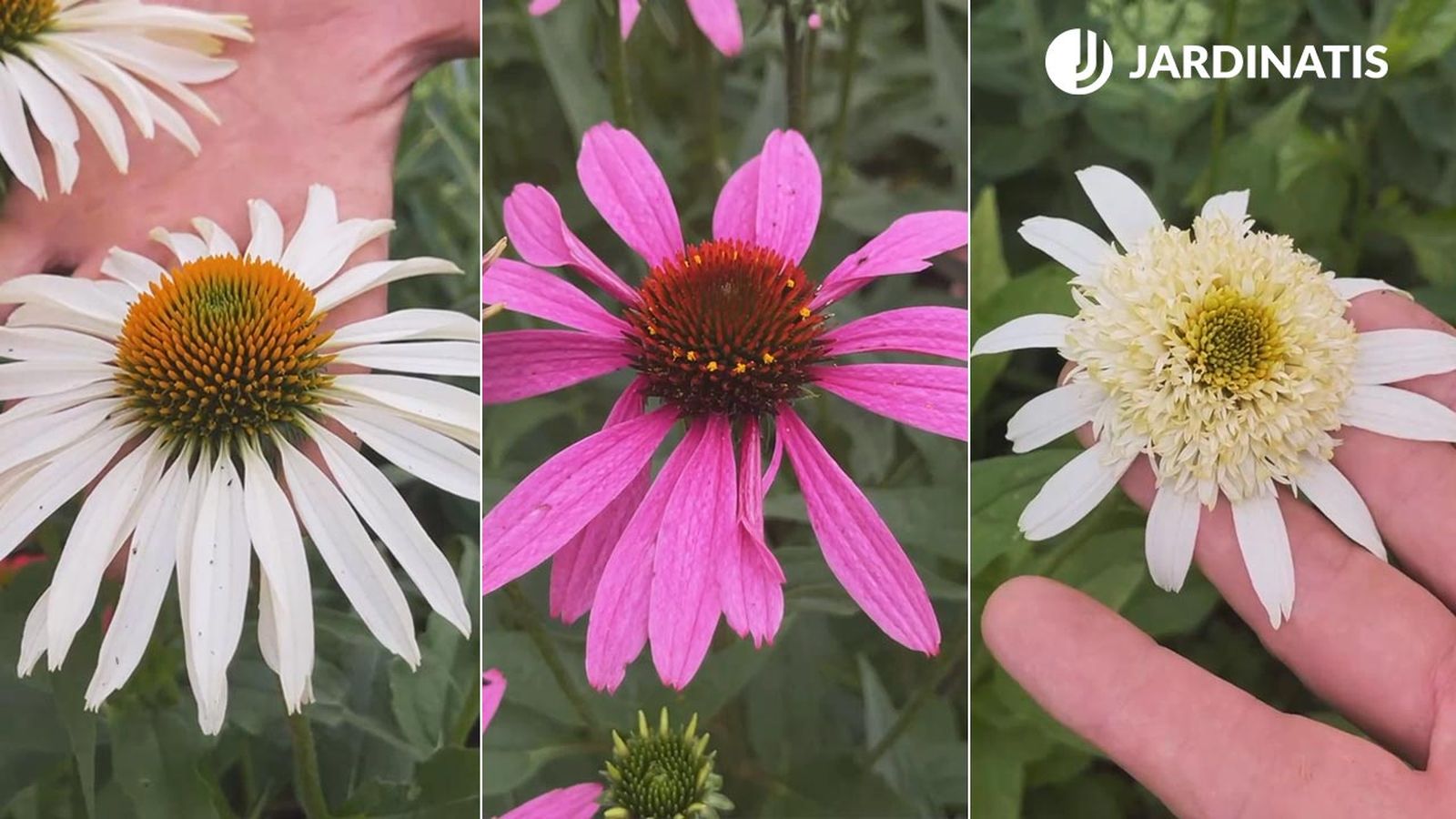 echinacea variedades reproduccion jardinatis xl