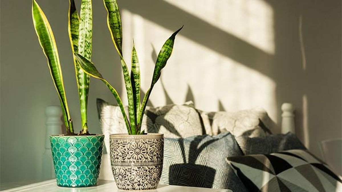 La Sansevieria trifasciata purifica el entorno