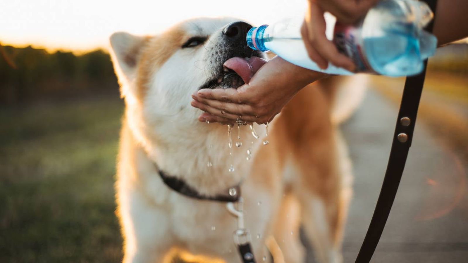 Dale agua fresca con frecuencia a tu perro para hidratarle