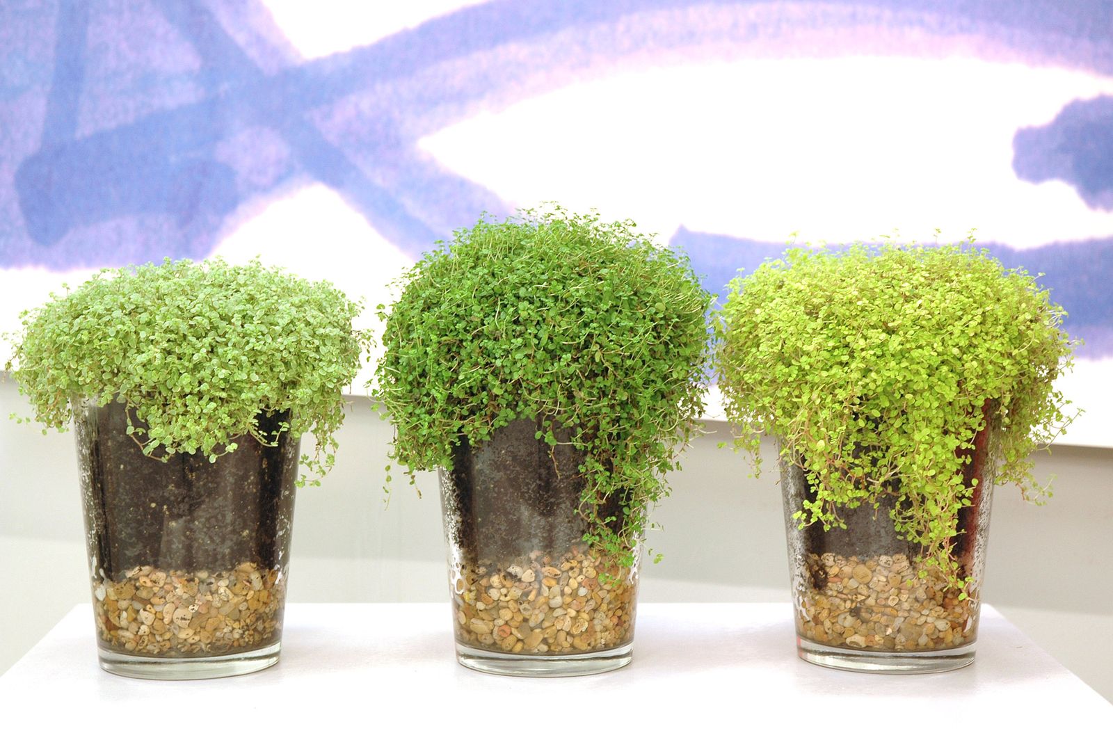 Plantar en jarrones de cristal