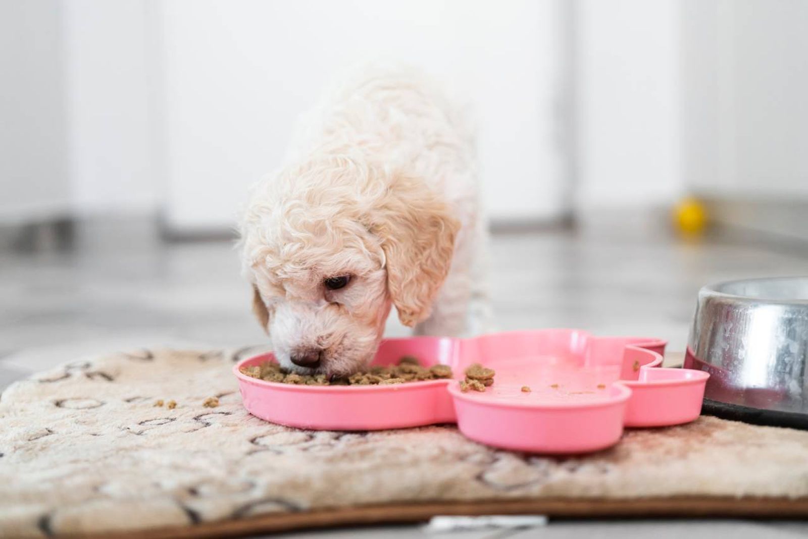 Con una dieta equilibrada y hábitos saludables, tu pequeño amigo peludo será un compañero feliz y sano.