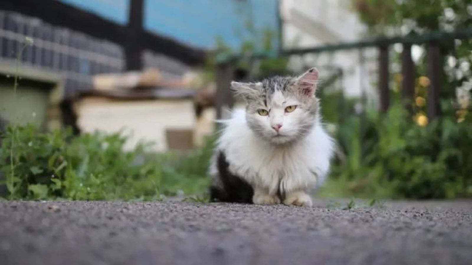 piojos en gatos 2