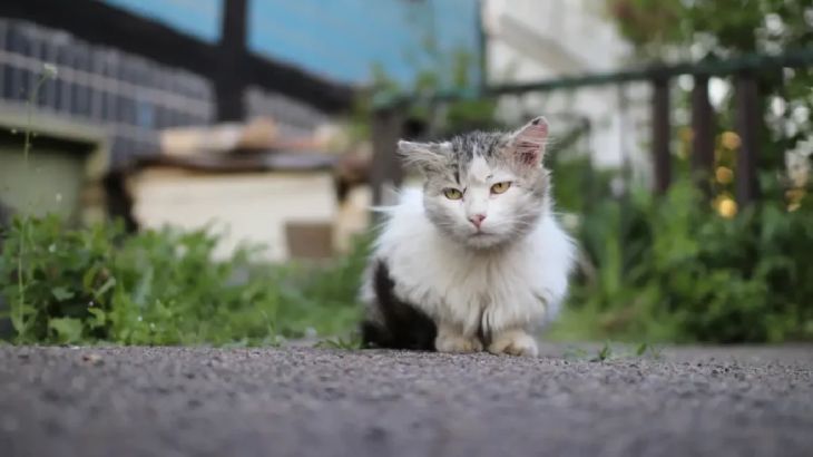 piojos en gatos 2