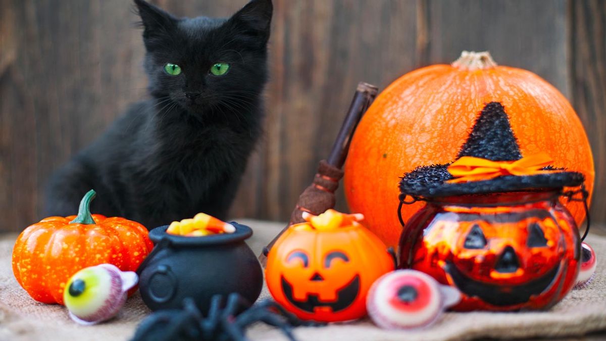 recetas de halloween para gatos
