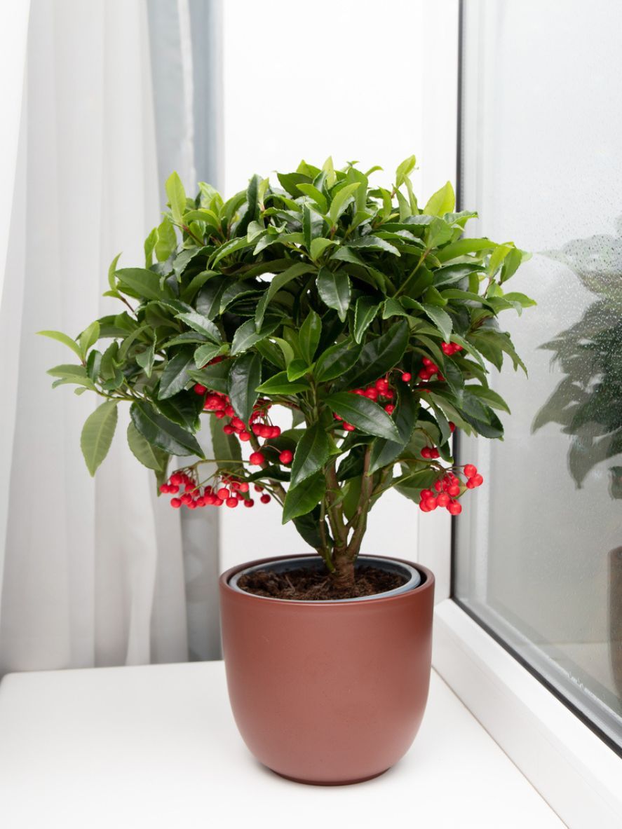 ardisia en el hogar