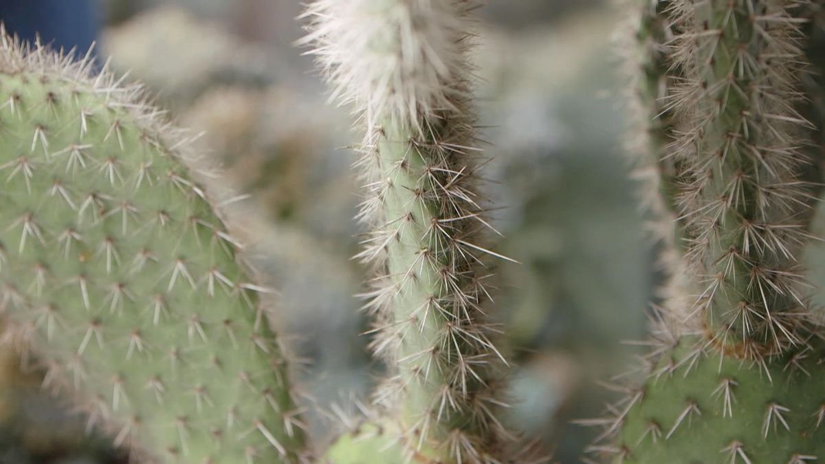 969 opuntias variedades