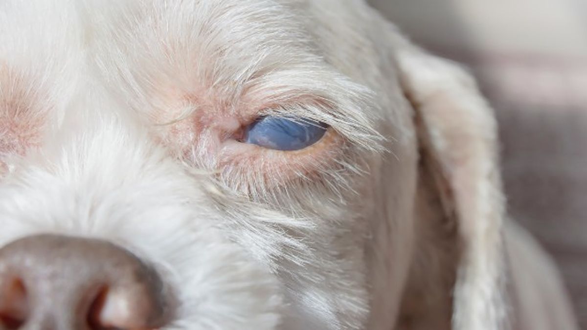 cataratas en perros 8