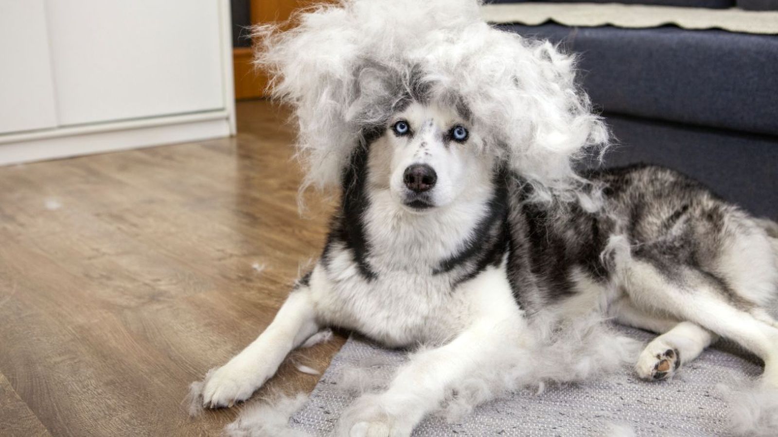 kit de limpieza para mascotas amazon