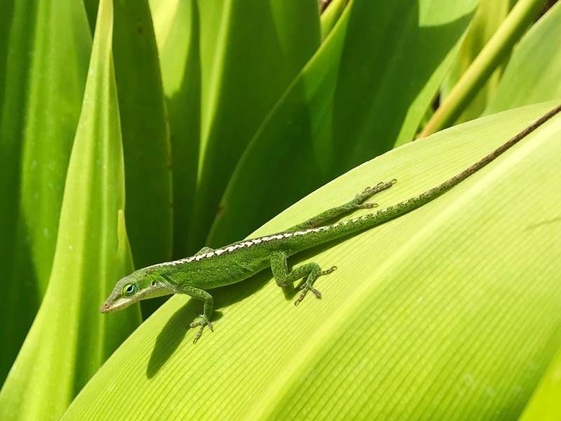 Los animales más conocidos por tomar el sol son los reptiles.