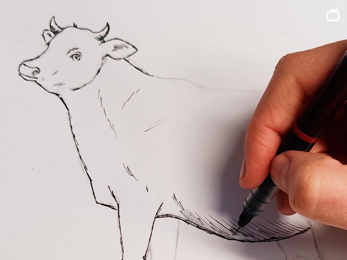 Dibujo de una vaca realista a bolígrafo negro.
