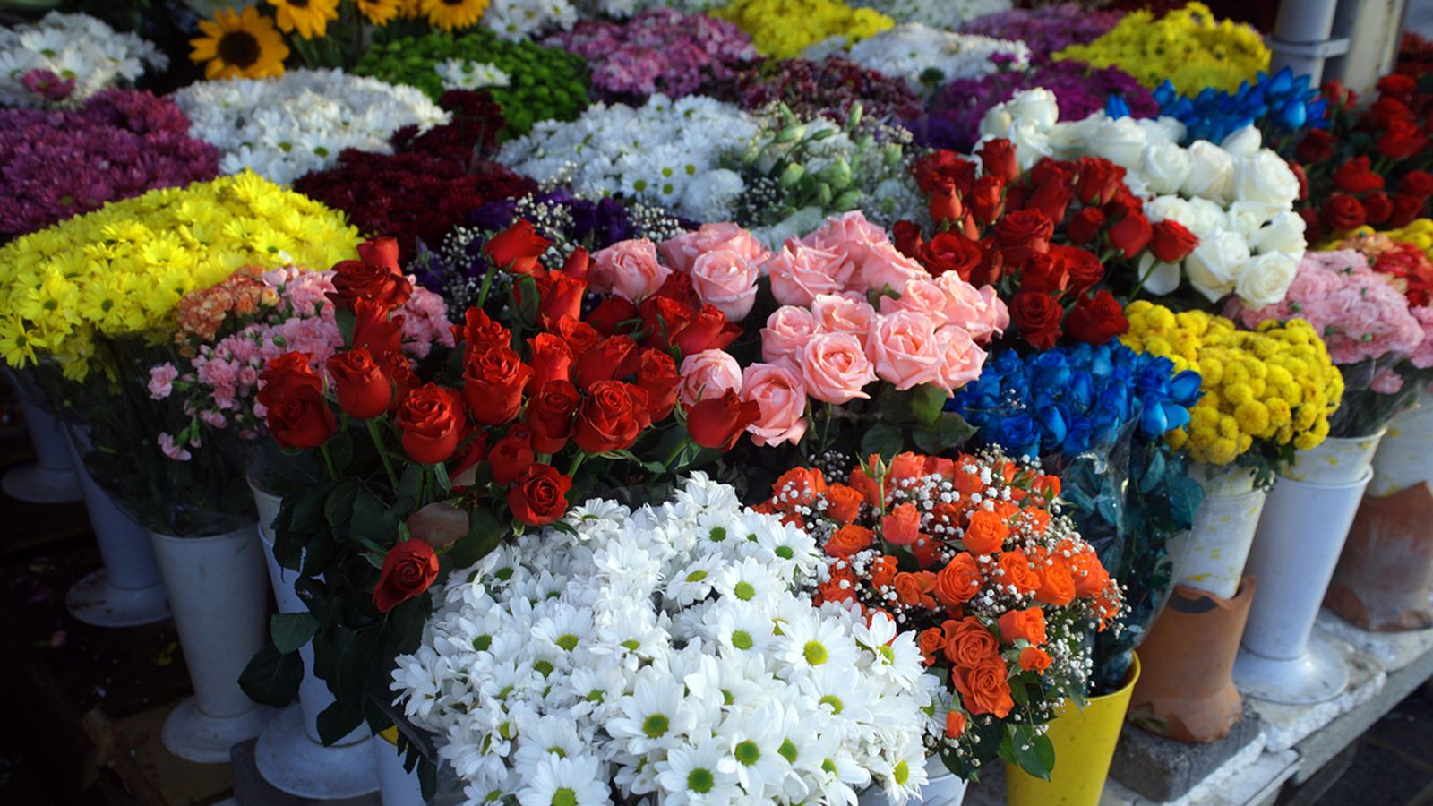 significado del color flores san valentin