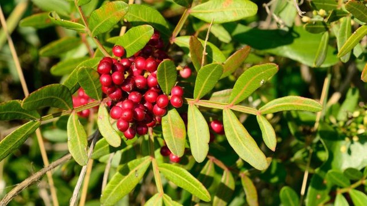 bayas arbusto lentisco