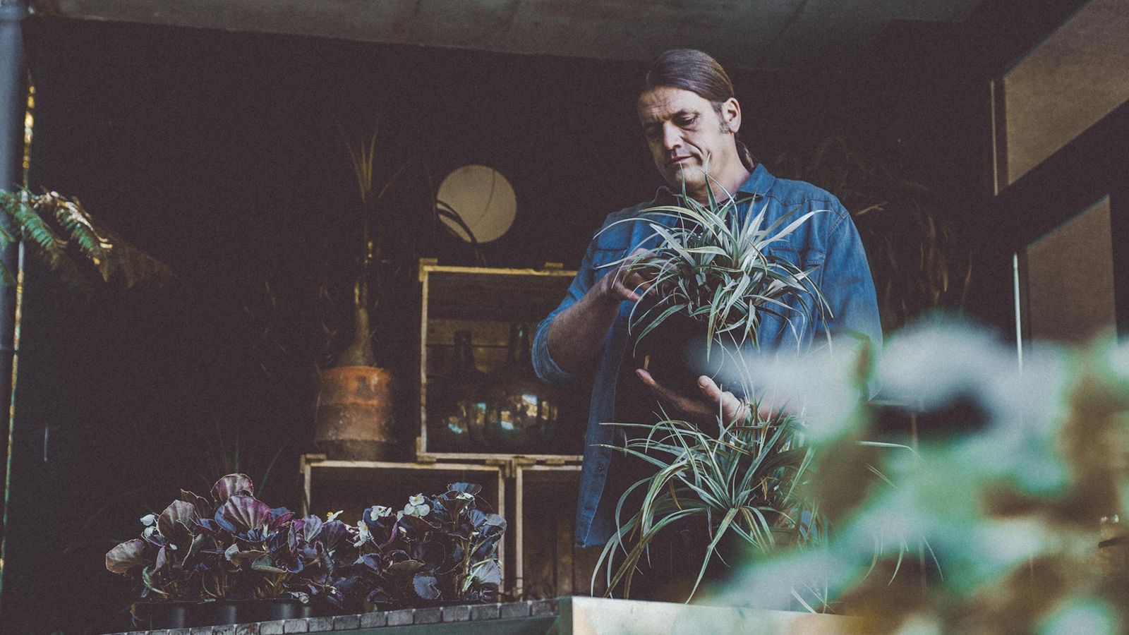 955 bricomania jardineria astelia xl