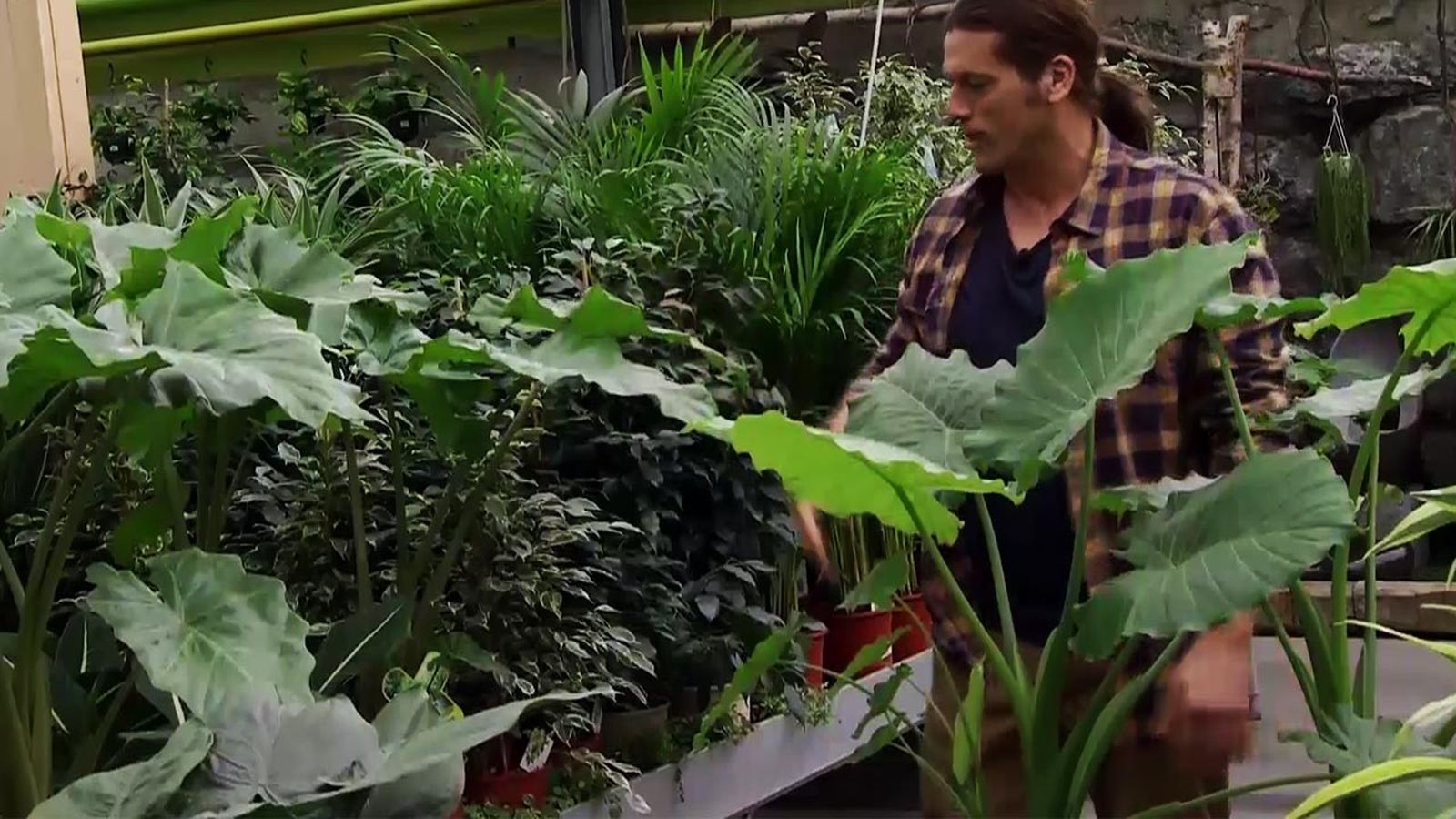DEKO_JARDIN_609_alocasia comun