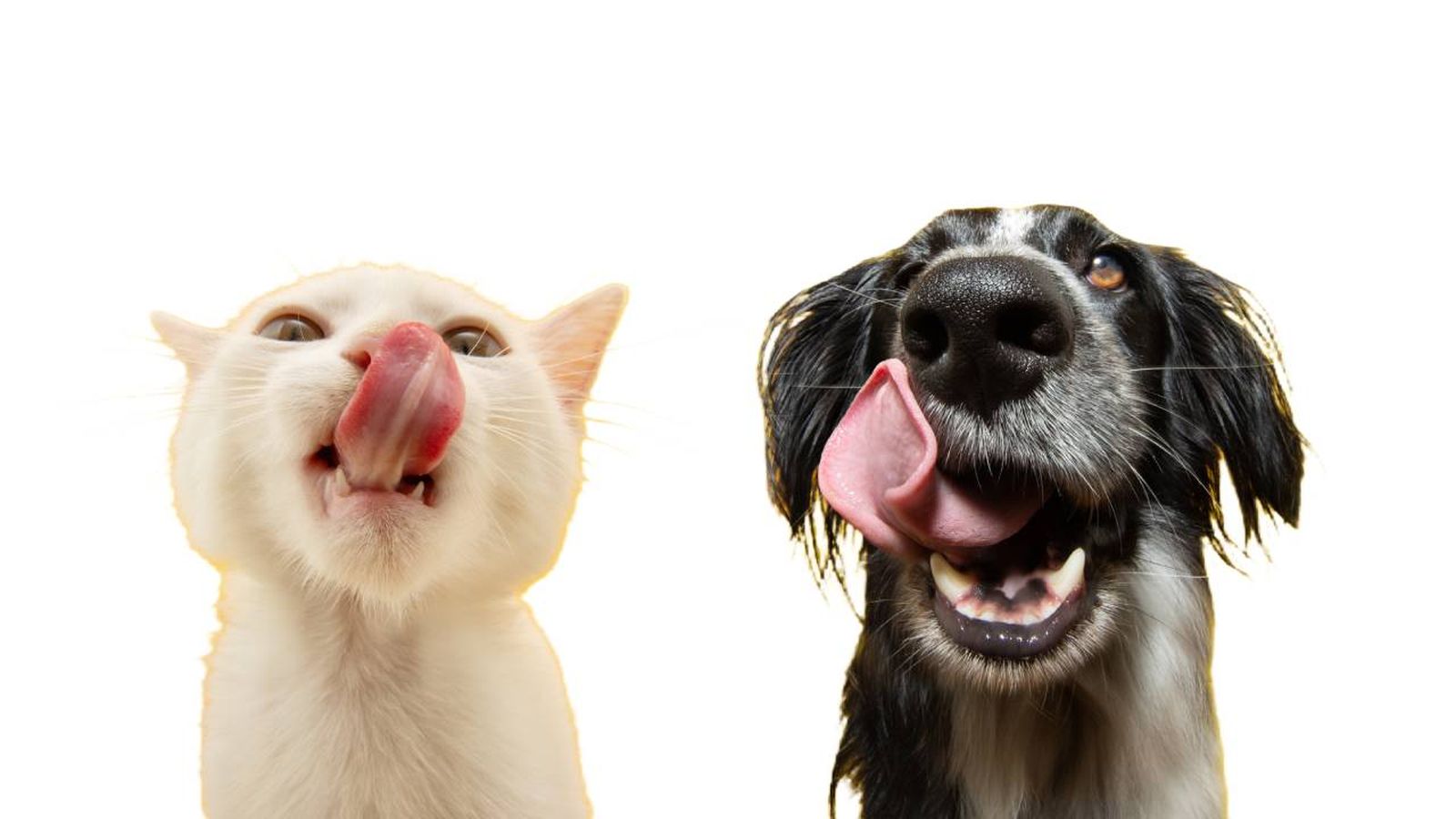 Conoce cuáles son los alimentos tóxicos para tu mascota