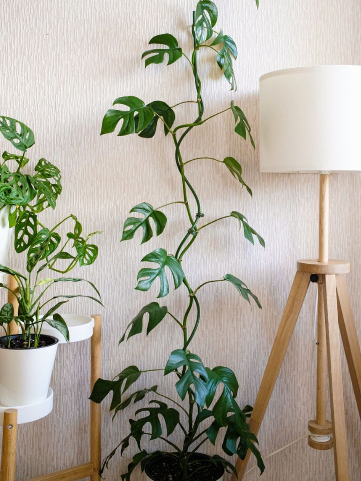 planta trepadora monstera minima rhaphidophora tetrasperma