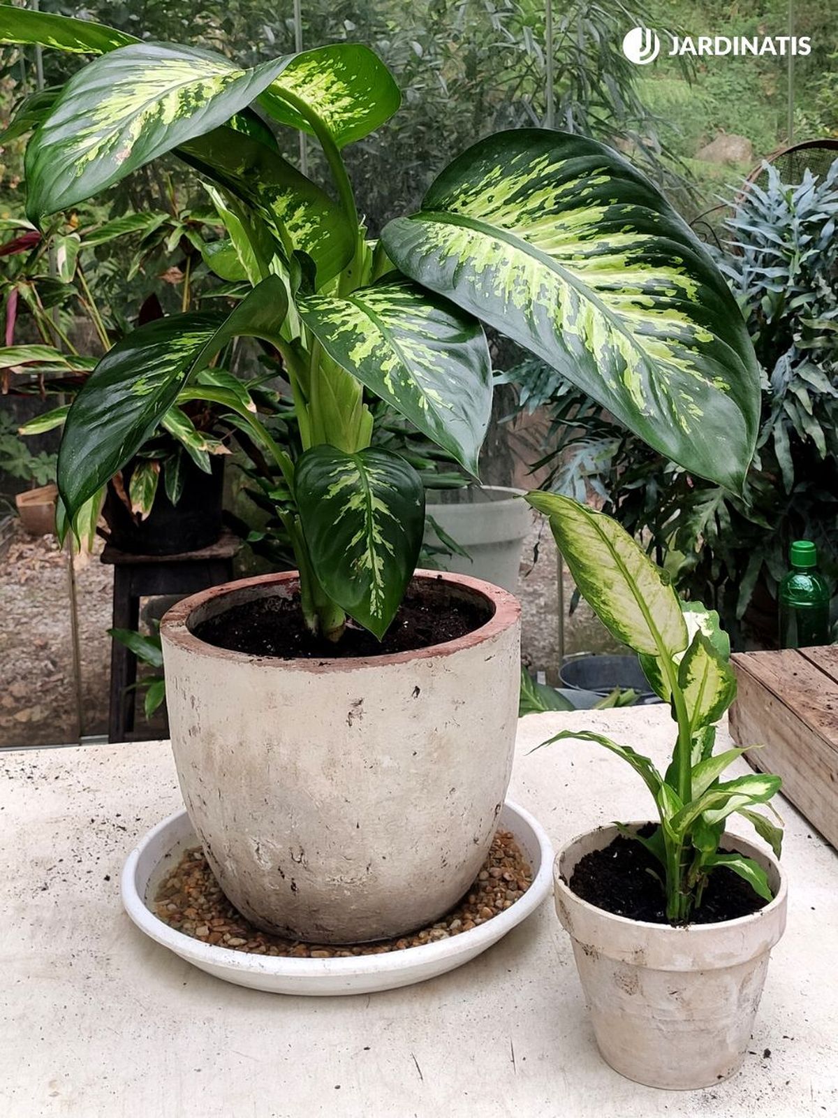 variedad de dieffenbachia jardinatis 23 33