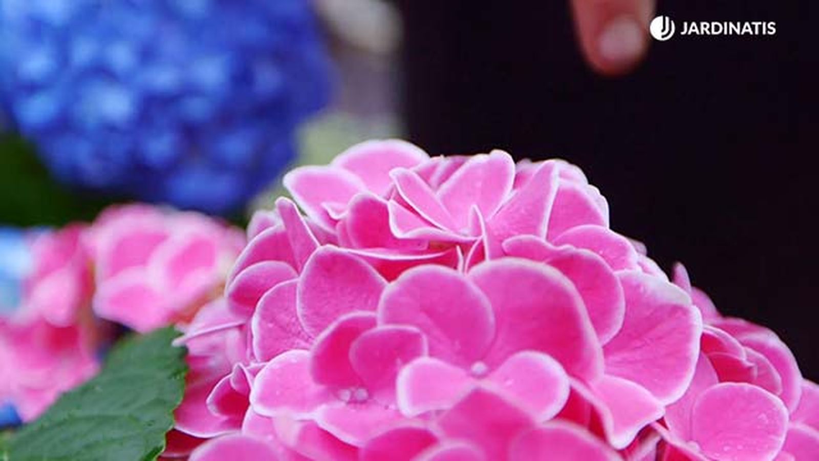 brico 0917 3 potenciar color hortensias variedad rosa