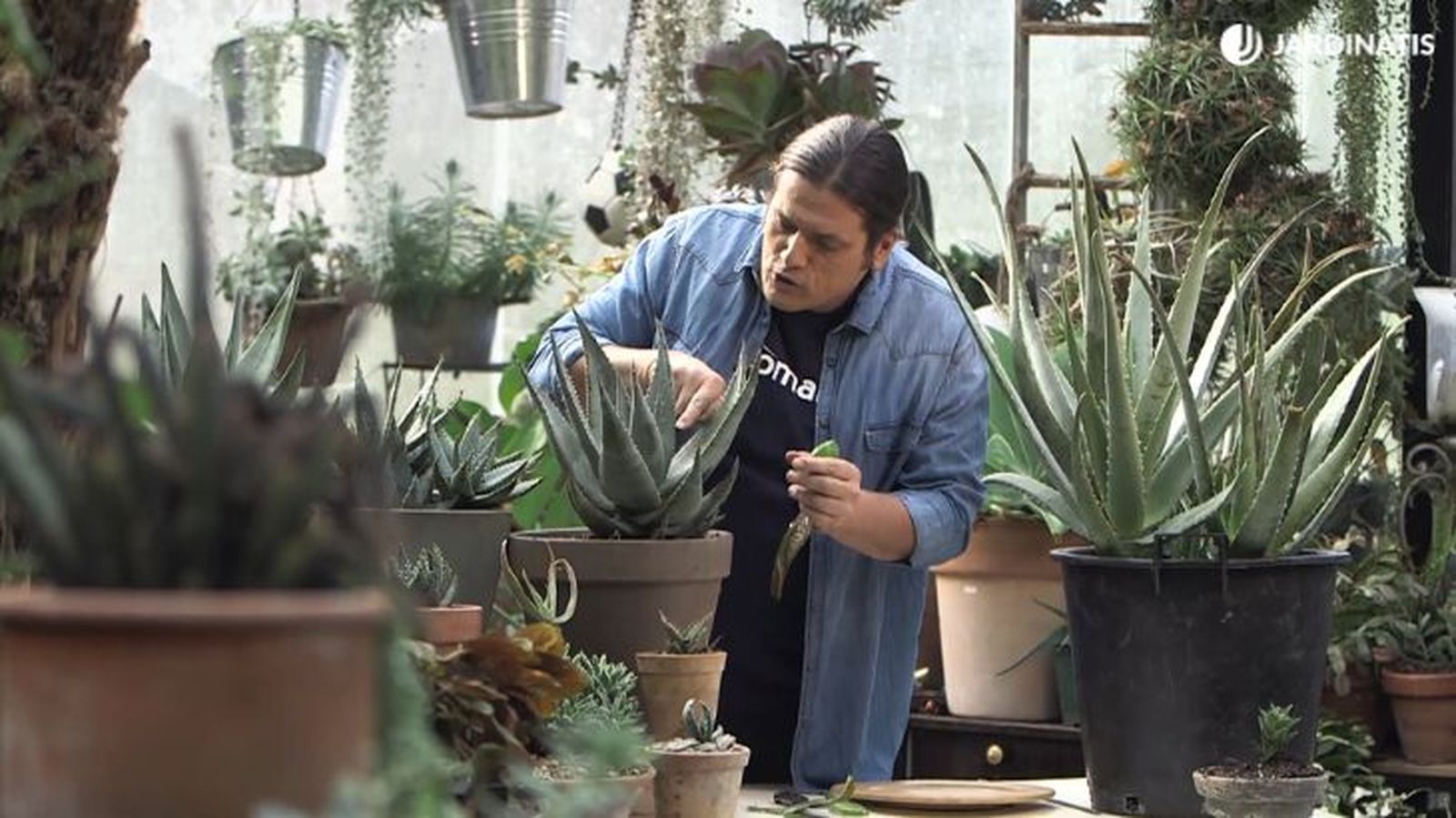 coleccion de aloes de inigo segurola