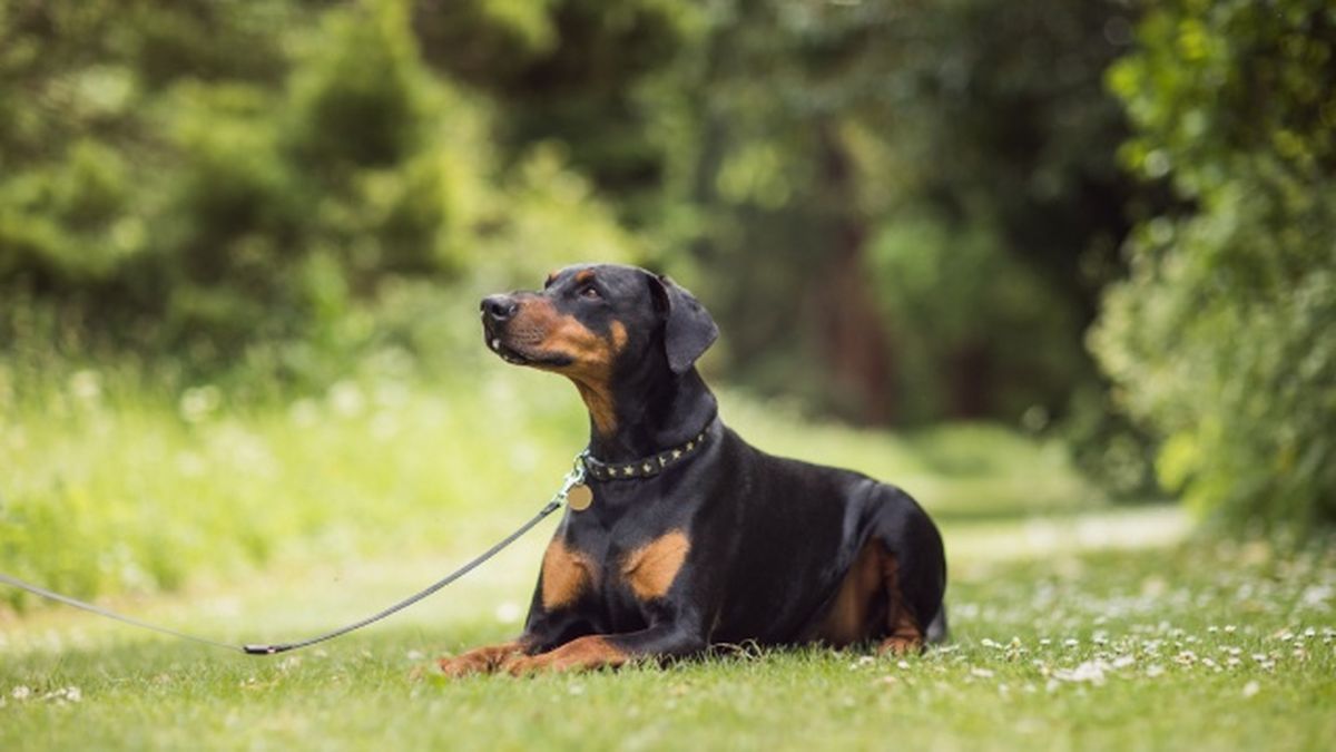 doberman 8
