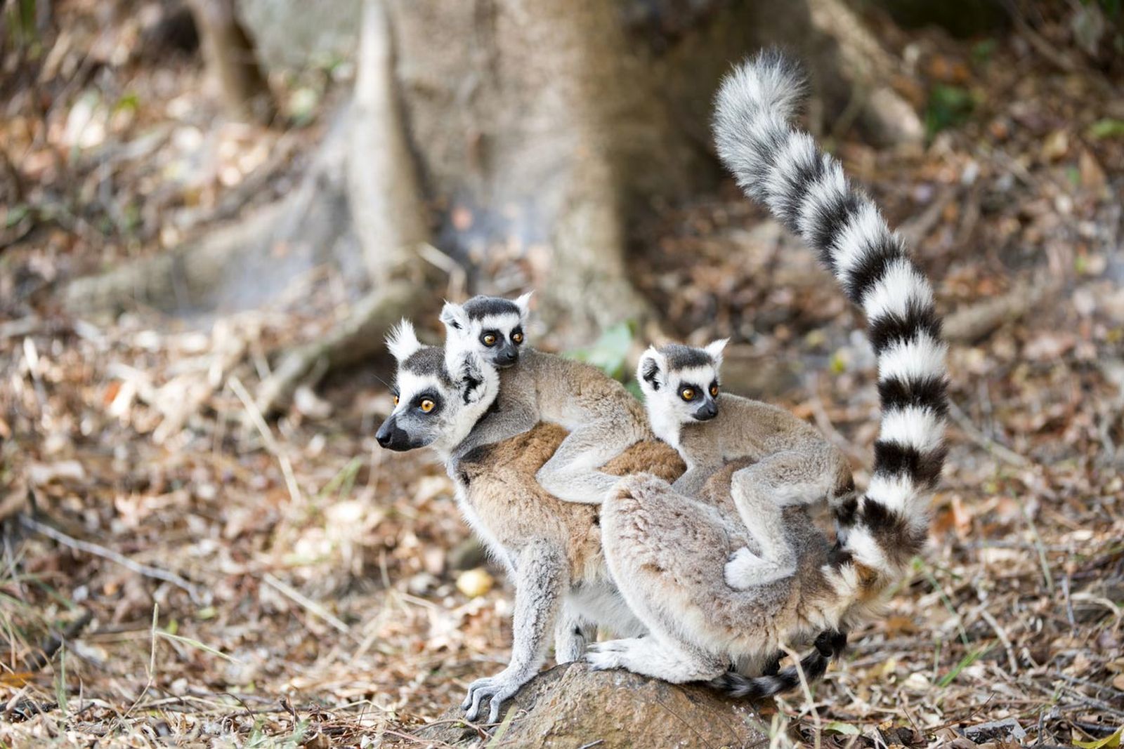 5 crias animales salvajes lemur cola anillada