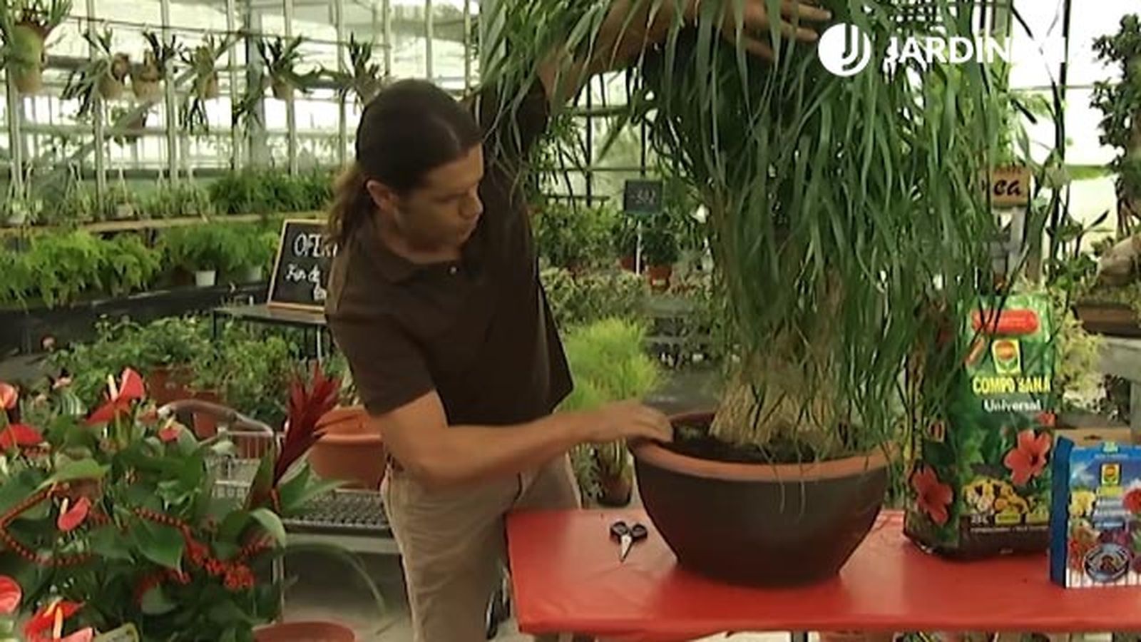 como plantar la pata de elefante deco 405