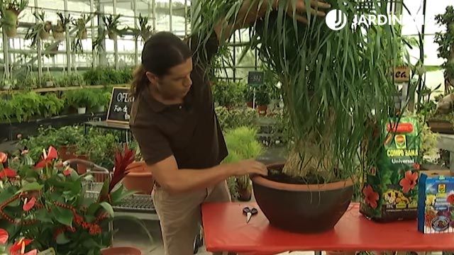como plantar la pata de elefante deco 405