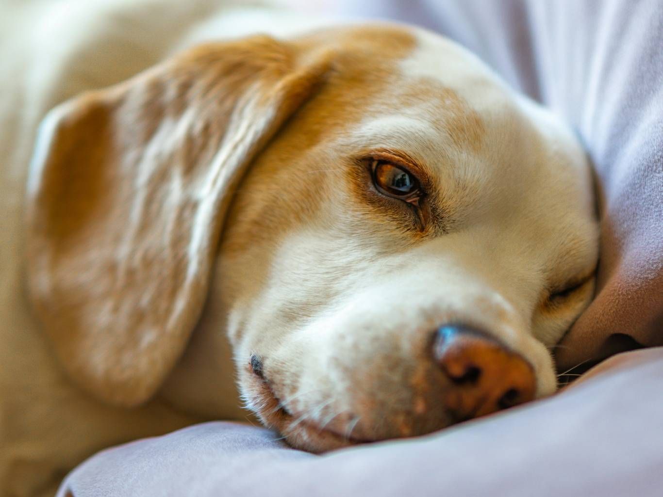 Perro despertando