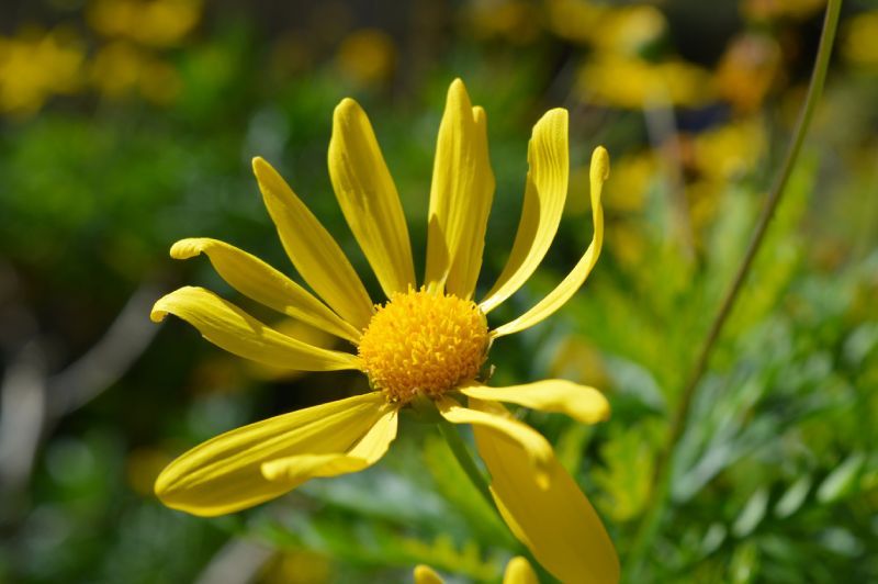 Los pétalos amarillos del euryops aportan mucha luz