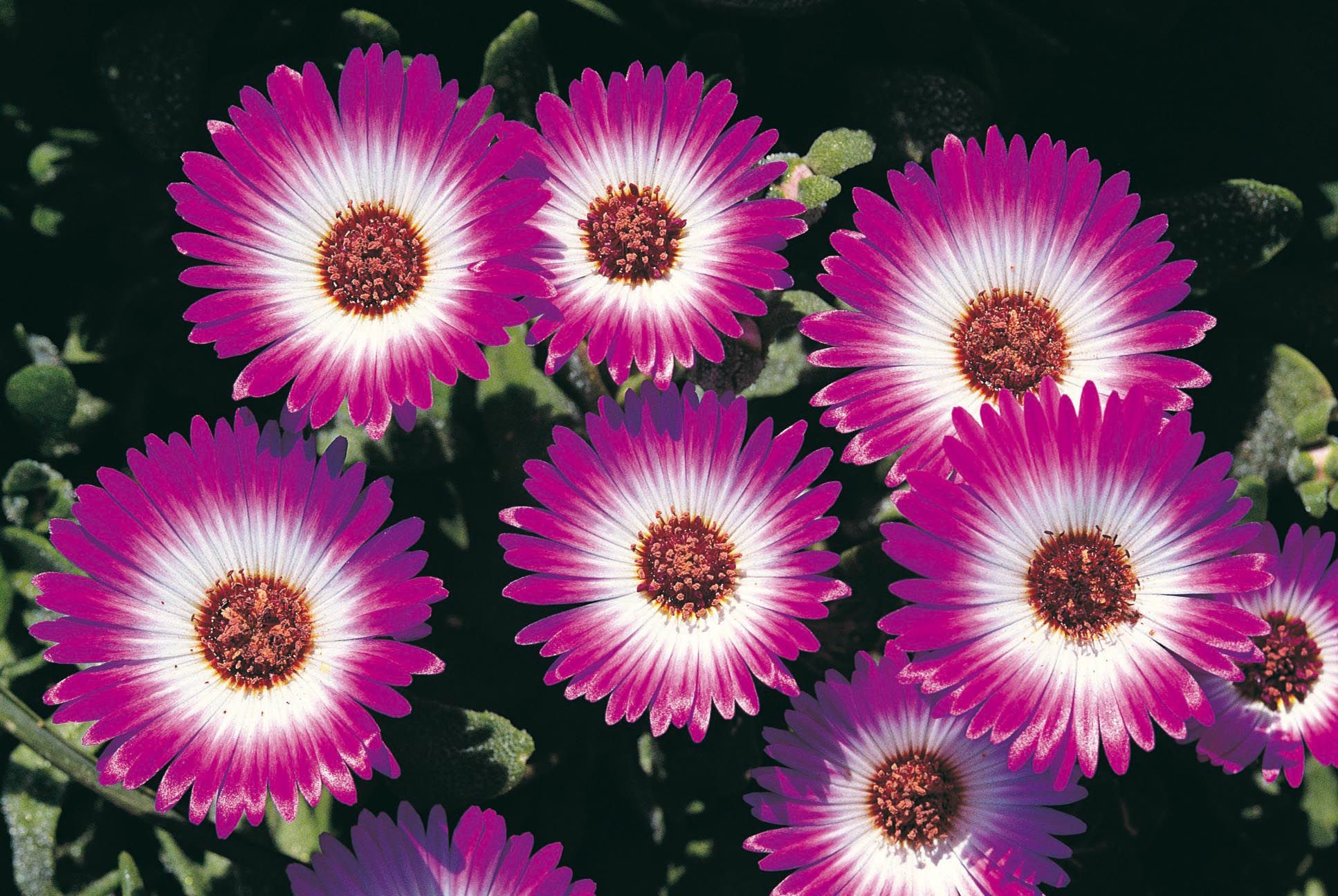 Mesembryanthemums