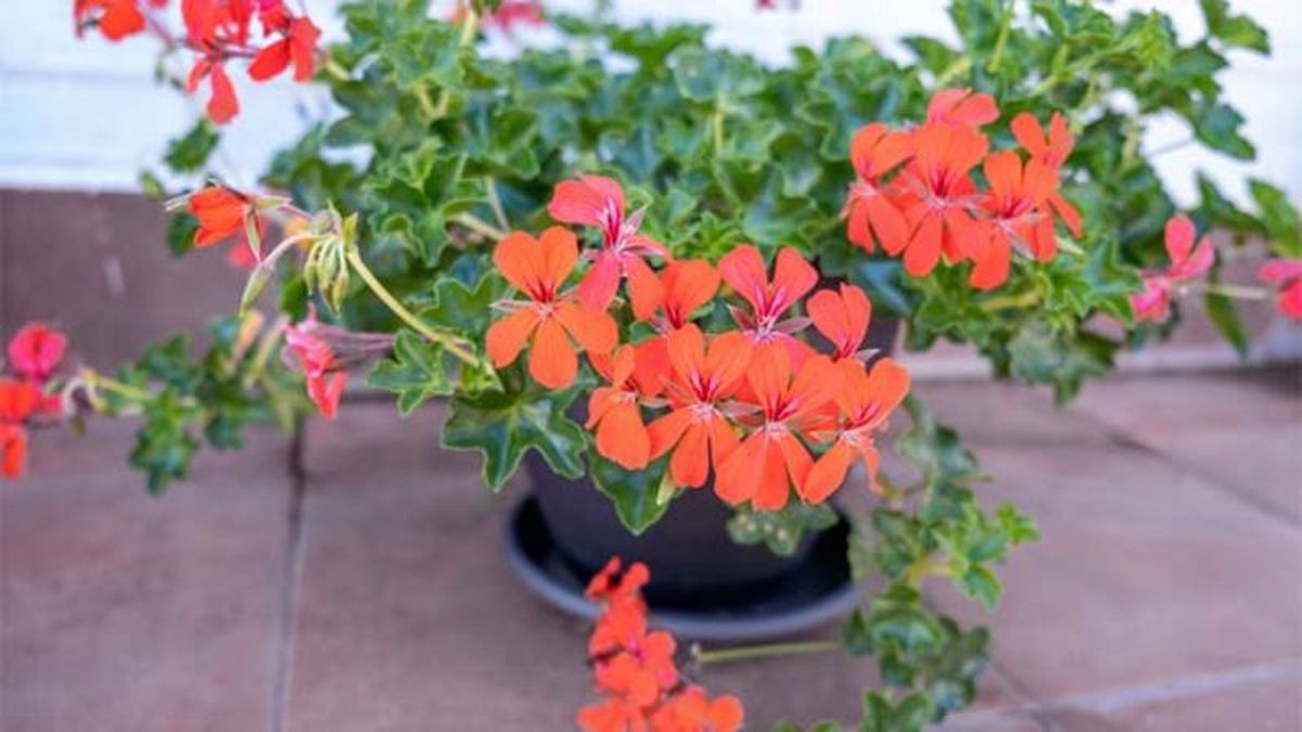 Pelargonium peltatum