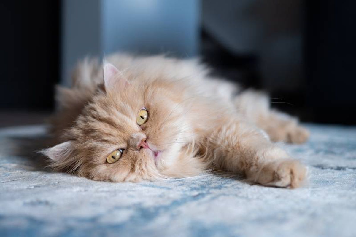 Rara vez verás a un gato persa maullar, son muy silenciosos.