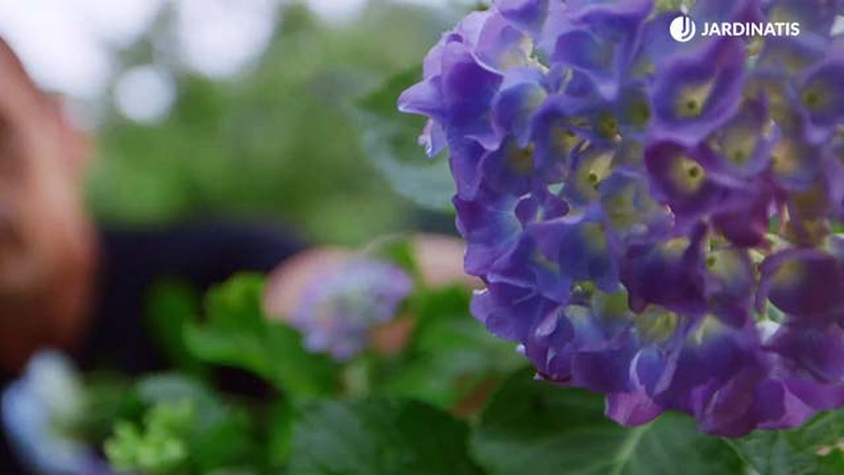 brico 0917 3 potenciar color hortensias ejemplo cal lila