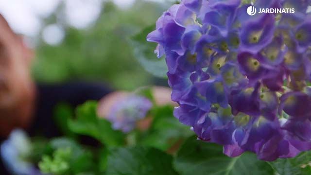 brico 0917 3 potenciar color hortensias ejemplo cal lila