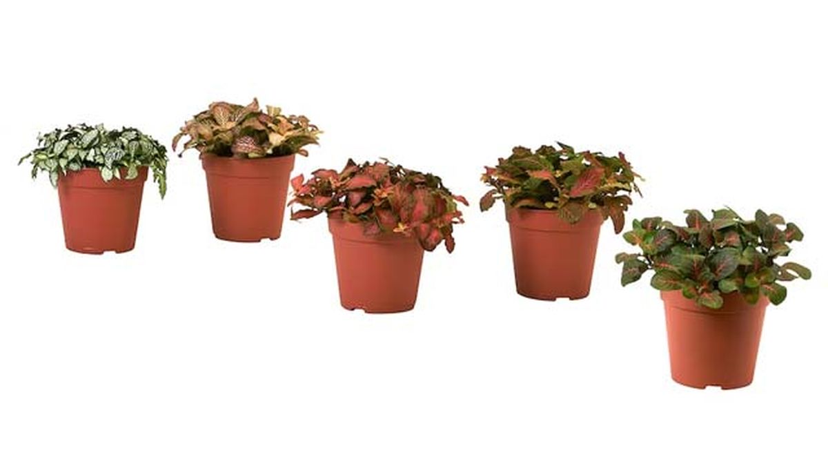 fittonia planta de ikea