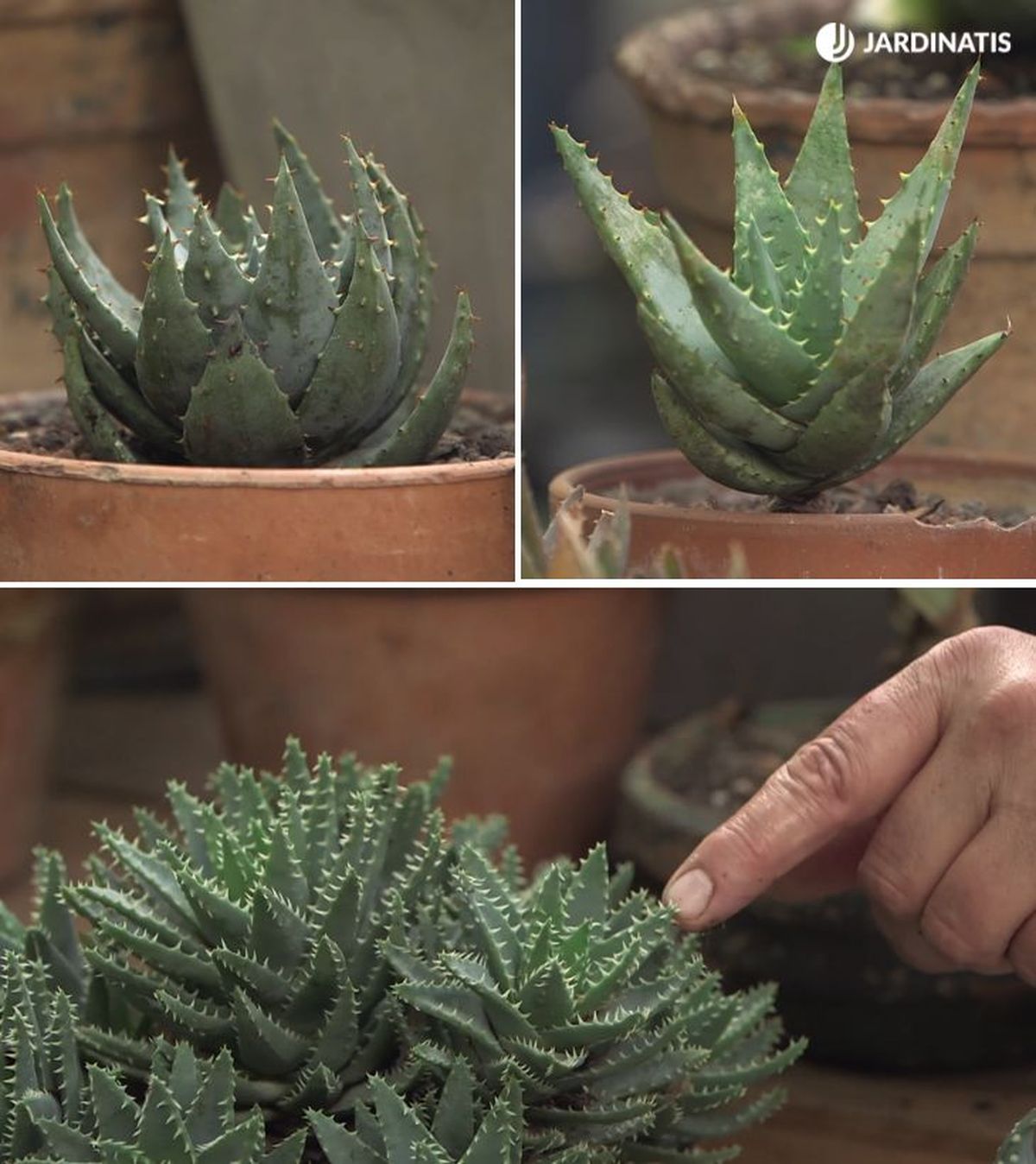 variedades de aloe coleccion inigo segurola