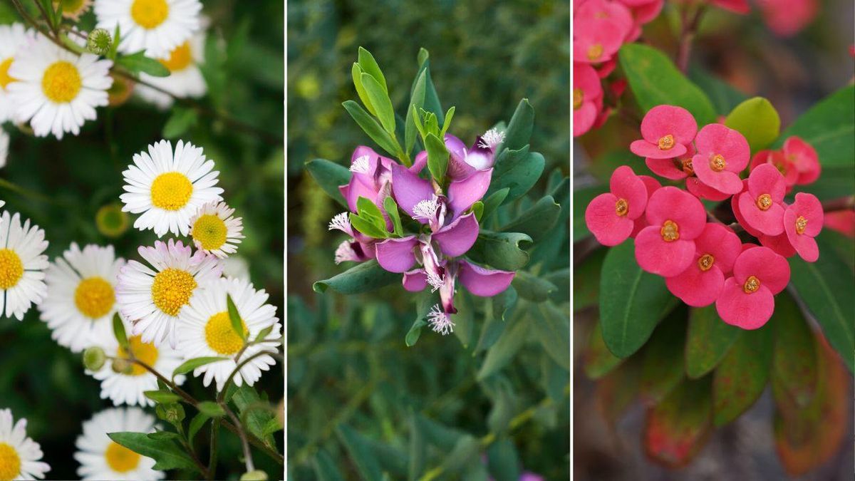 Ciertas plantas tienen la capacidad de florecer durante casi todo el año.