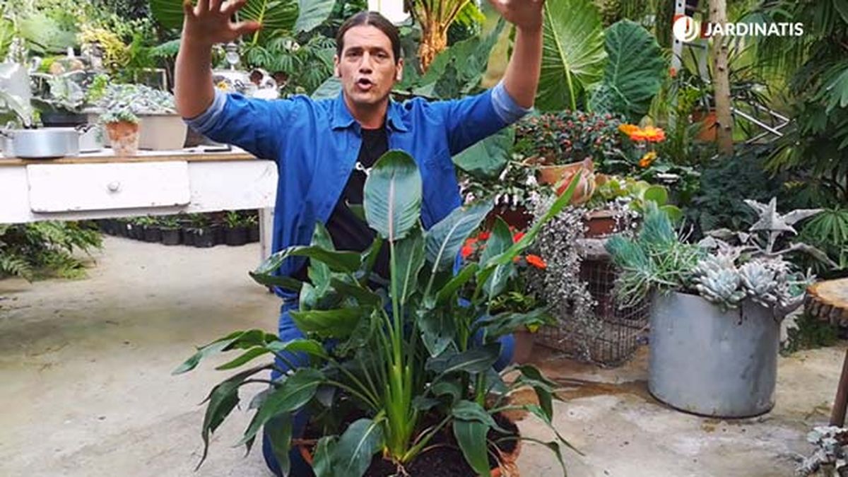 reproduccion ave paraiso caracteristicas