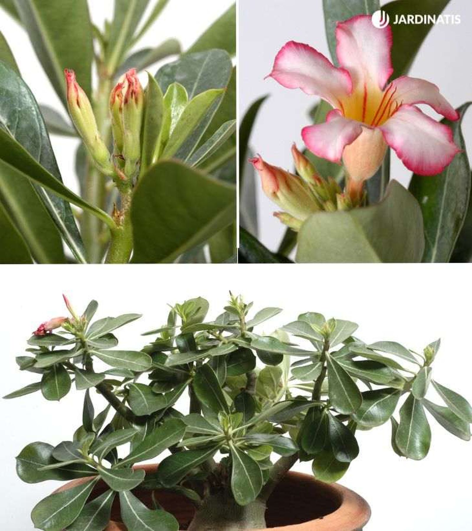 Flores y hojas de la rosa del desierto