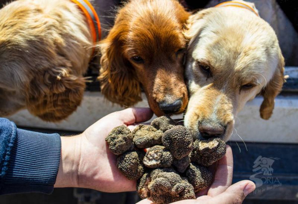 Los perros truferos son entrenados desde cachorros.