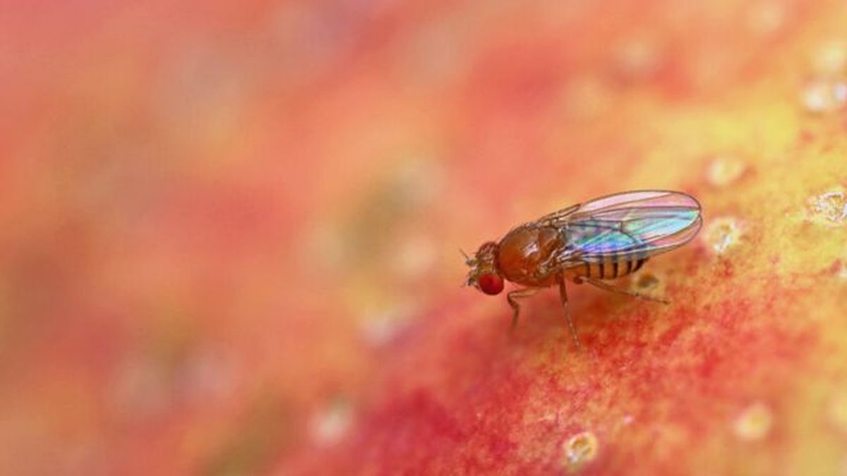 mosca de la fruta en manzana roja